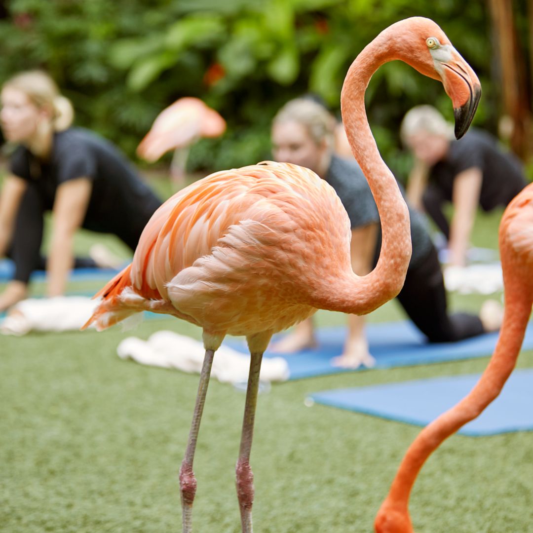 flamingo yoga