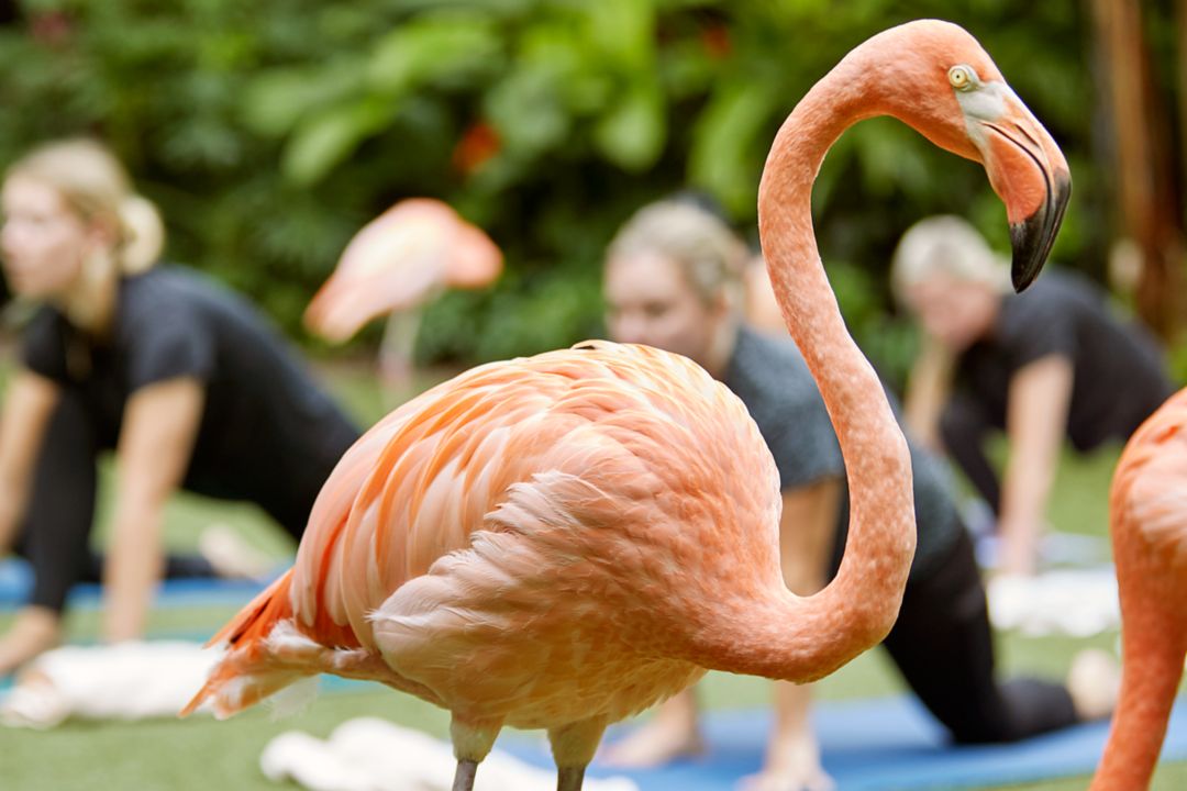 flamingo yoga