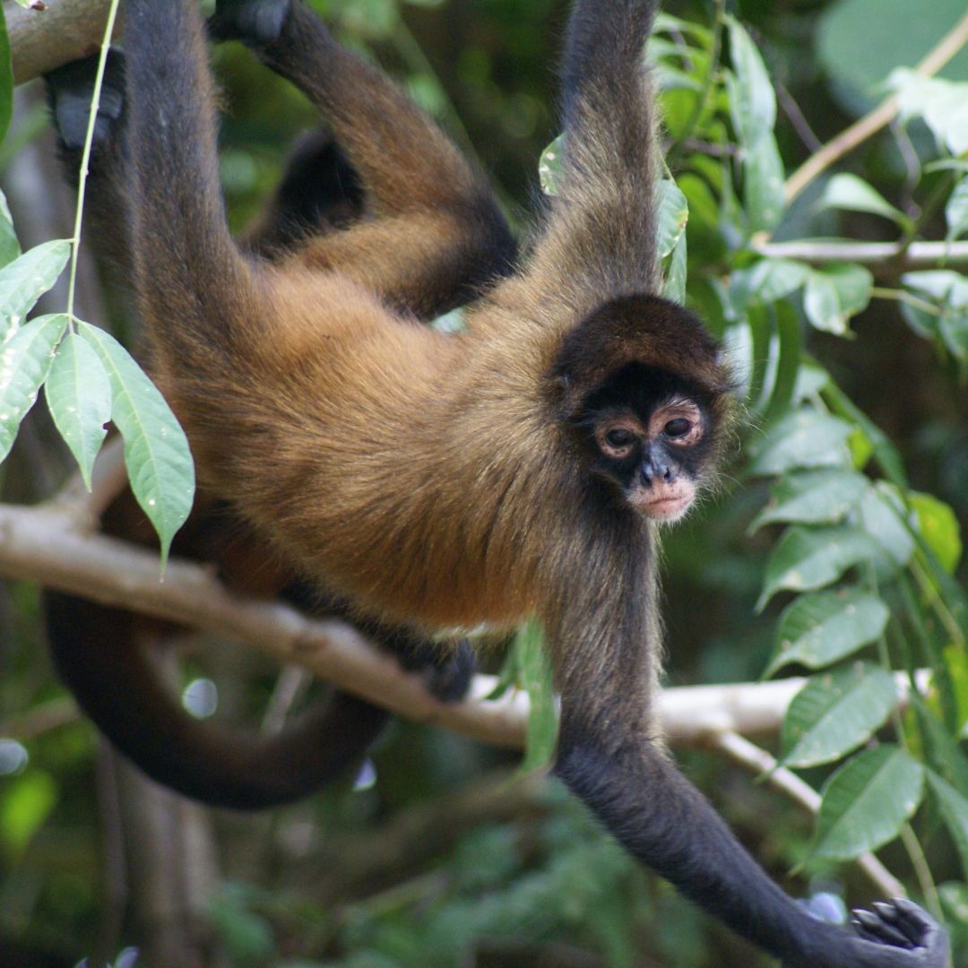Mono delgado con cabello castaño rojizo y negro, manos de árboles en la jungla