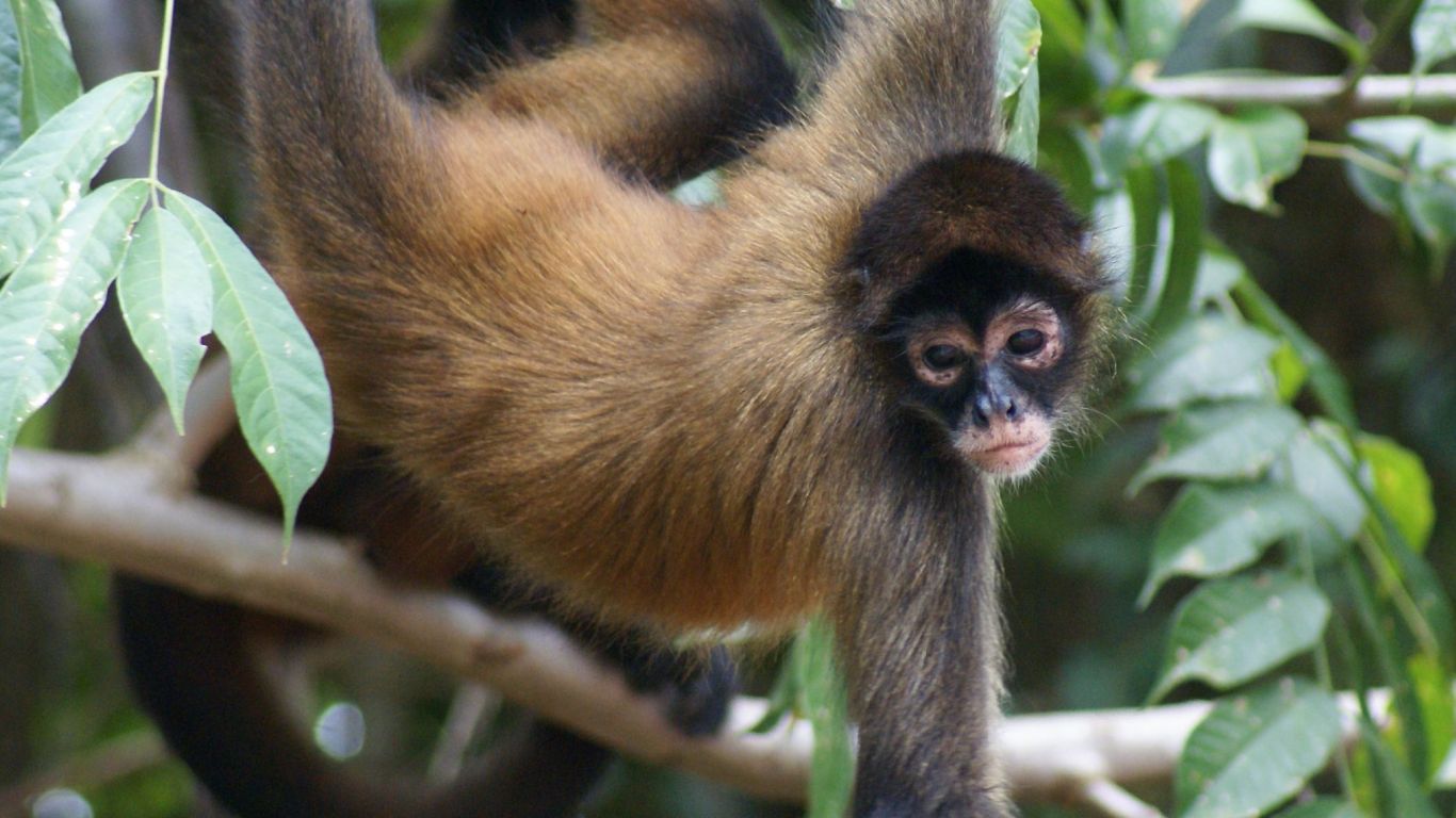 macaco pendurado na árvore na selva 