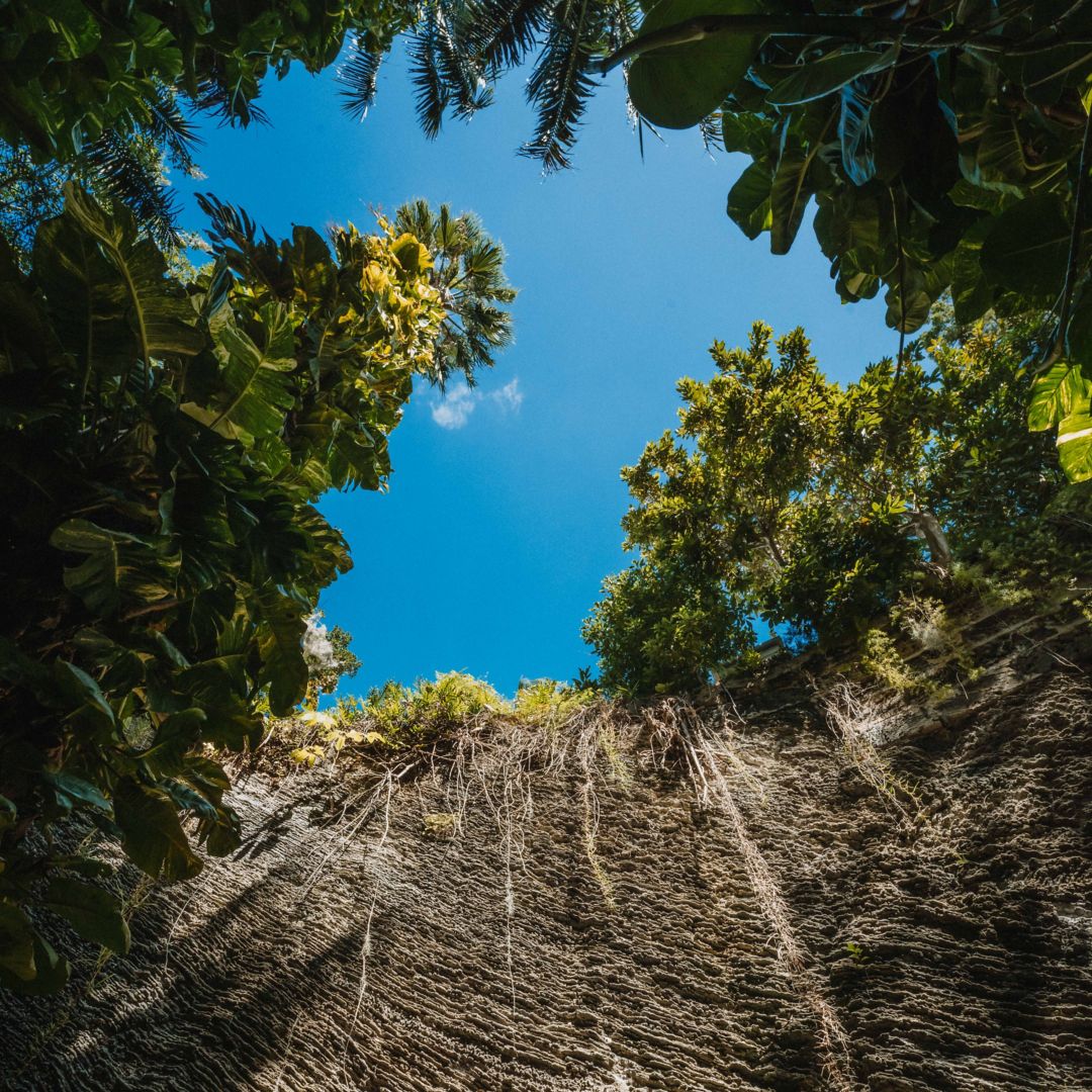 Foreground Limestone wall with climbing roots, green vegetation and blue sky