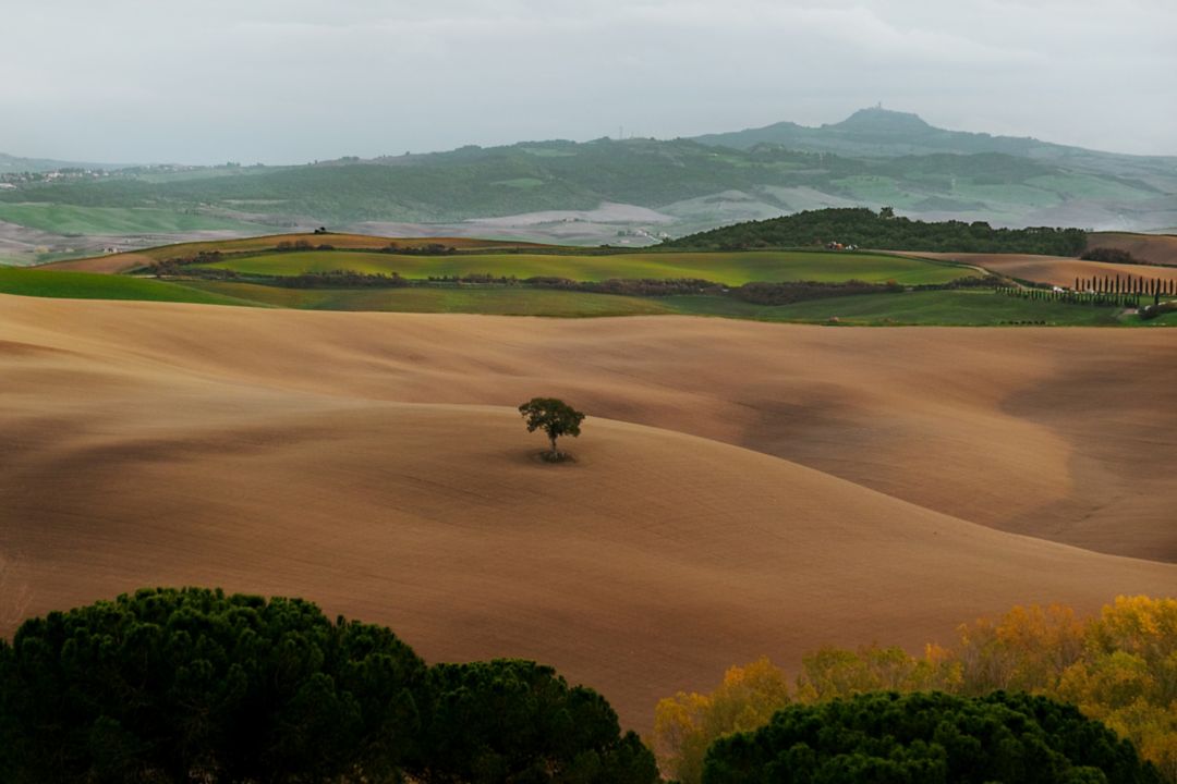 A tree stands in the middle of Tuscan golden rolling  fields