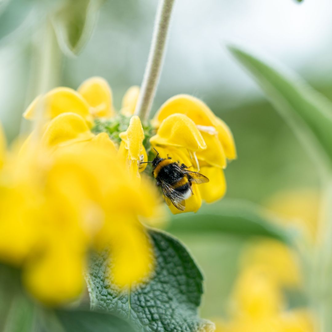 Alla Scoperta dell'Alveare