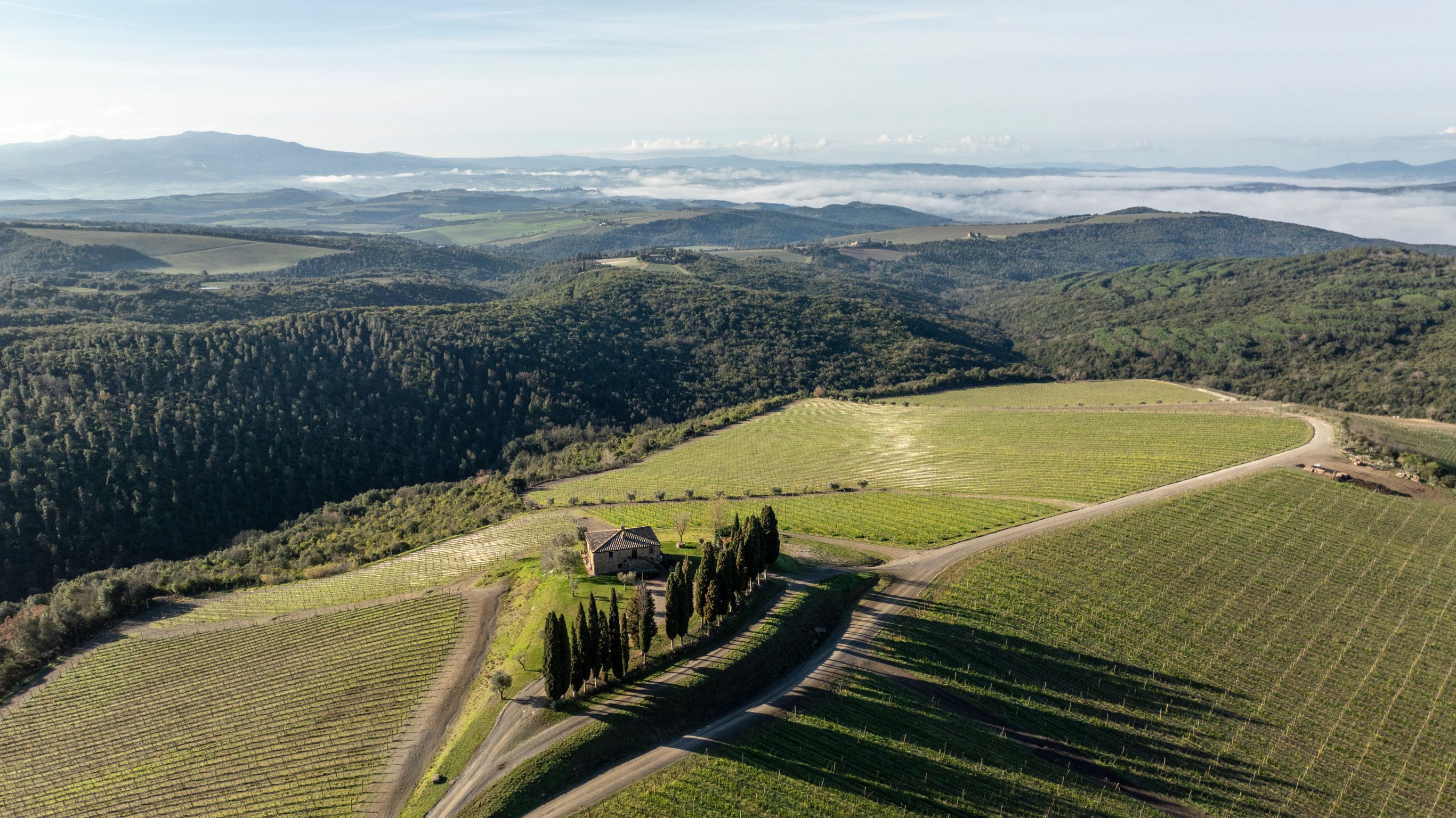 Vigneto Capanna - Castiglion del Bosco Cantina