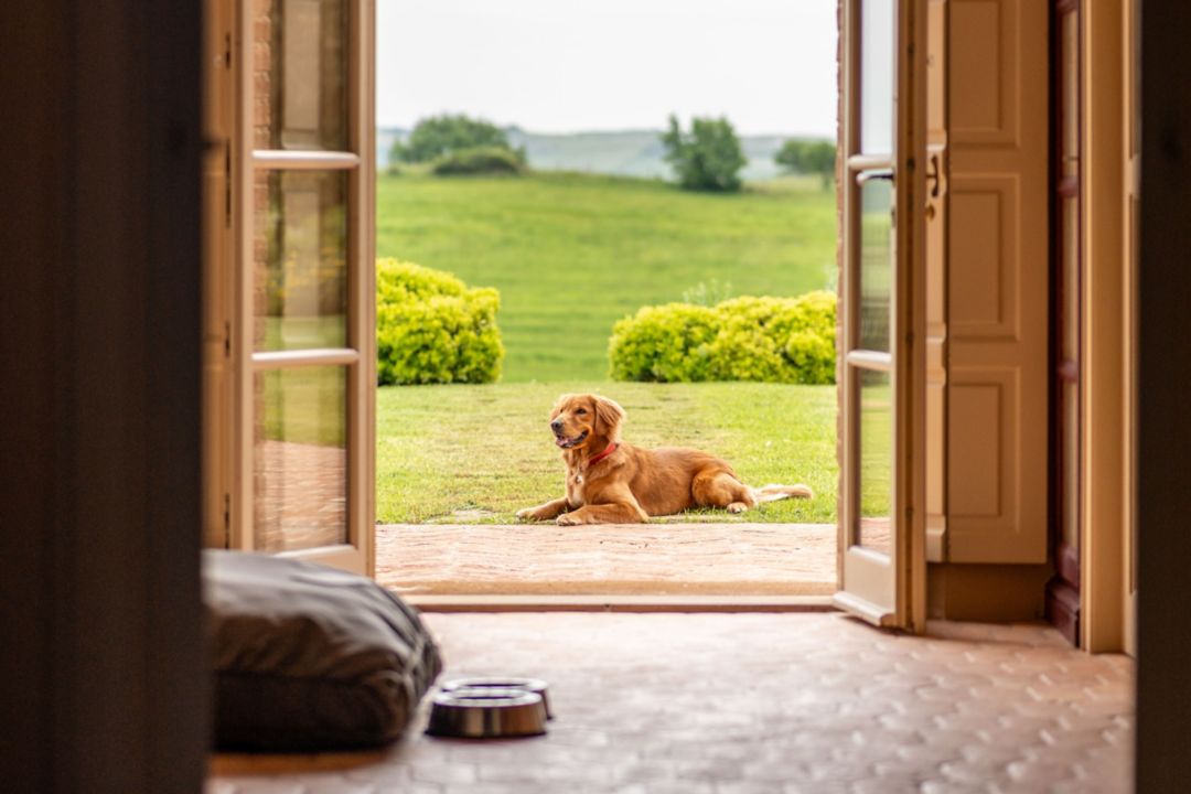 View of a dog resting in a green field from a room with open large doors.