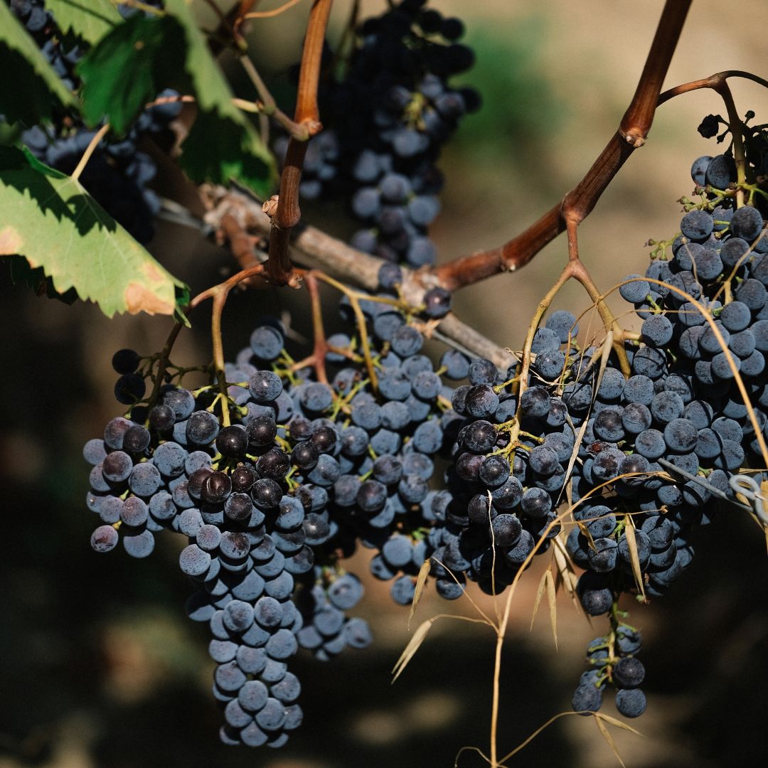 Dark grapes hanging on a vine with green  leaves in the background.