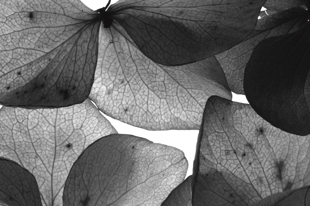 Close-up of overlapping delicate leaves with intricate textures.