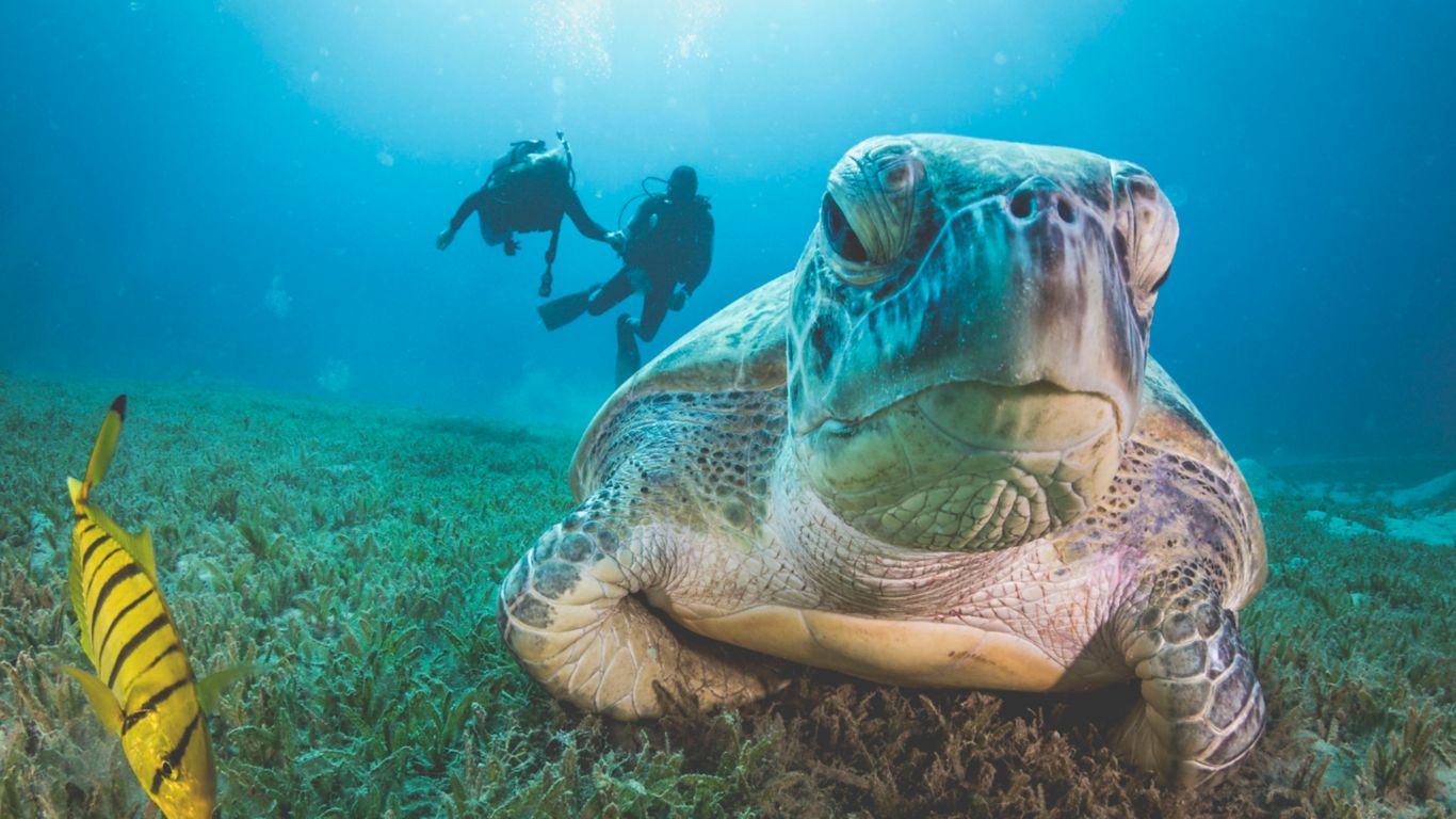 Turtle