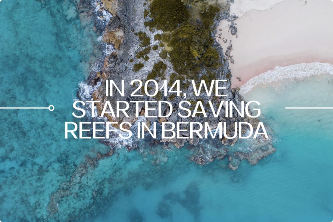 2014: 2014年，我们开始保护百慕大生态礁。