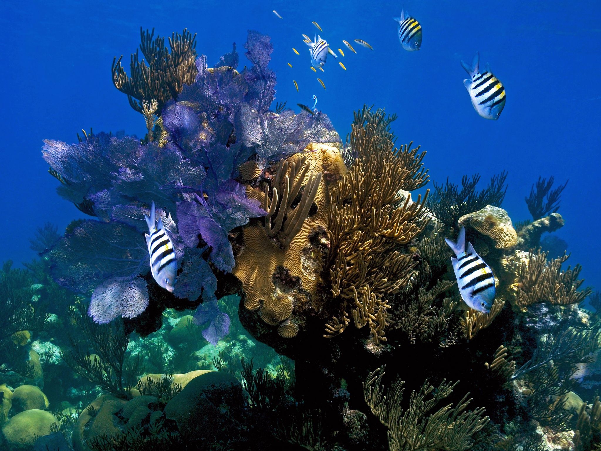 Living Reefs Foundation | Bermuda Coral Reef Conservation