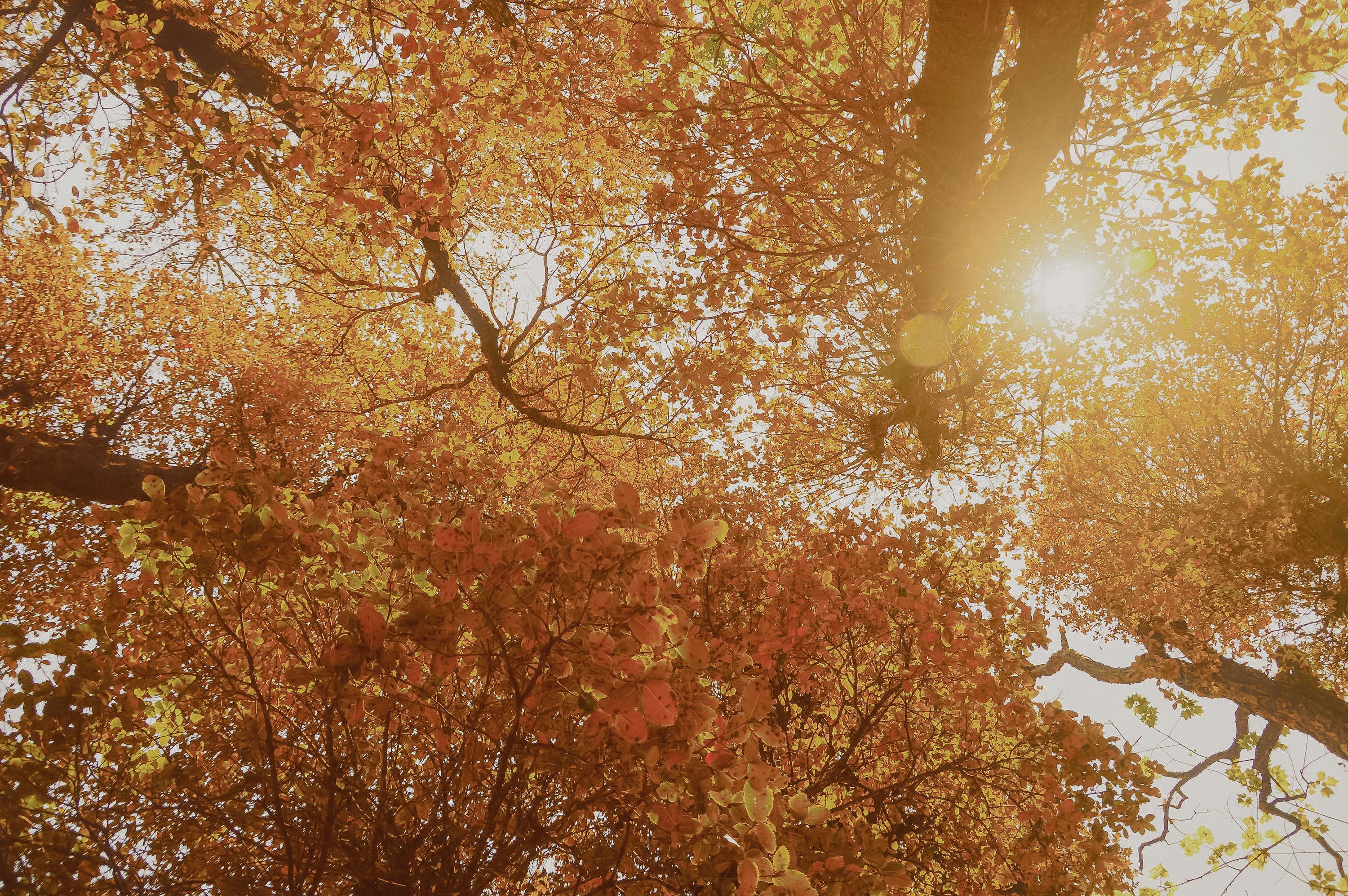 Сентябрь тепло. Начало сентября будет теплым. Природа осень. Потепление осенью. Теплого осеннего дня.