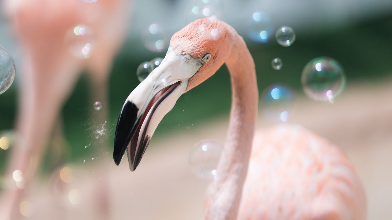flamingo 