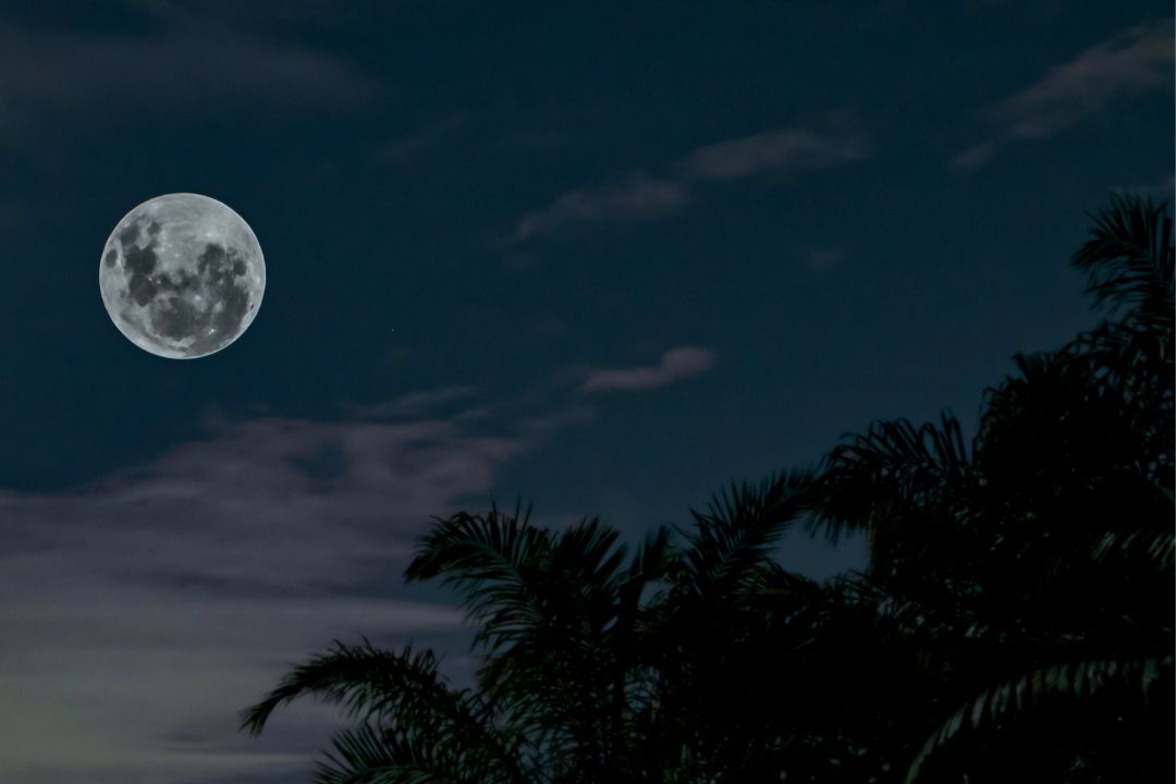 view of full moon in nights sky through palm trees