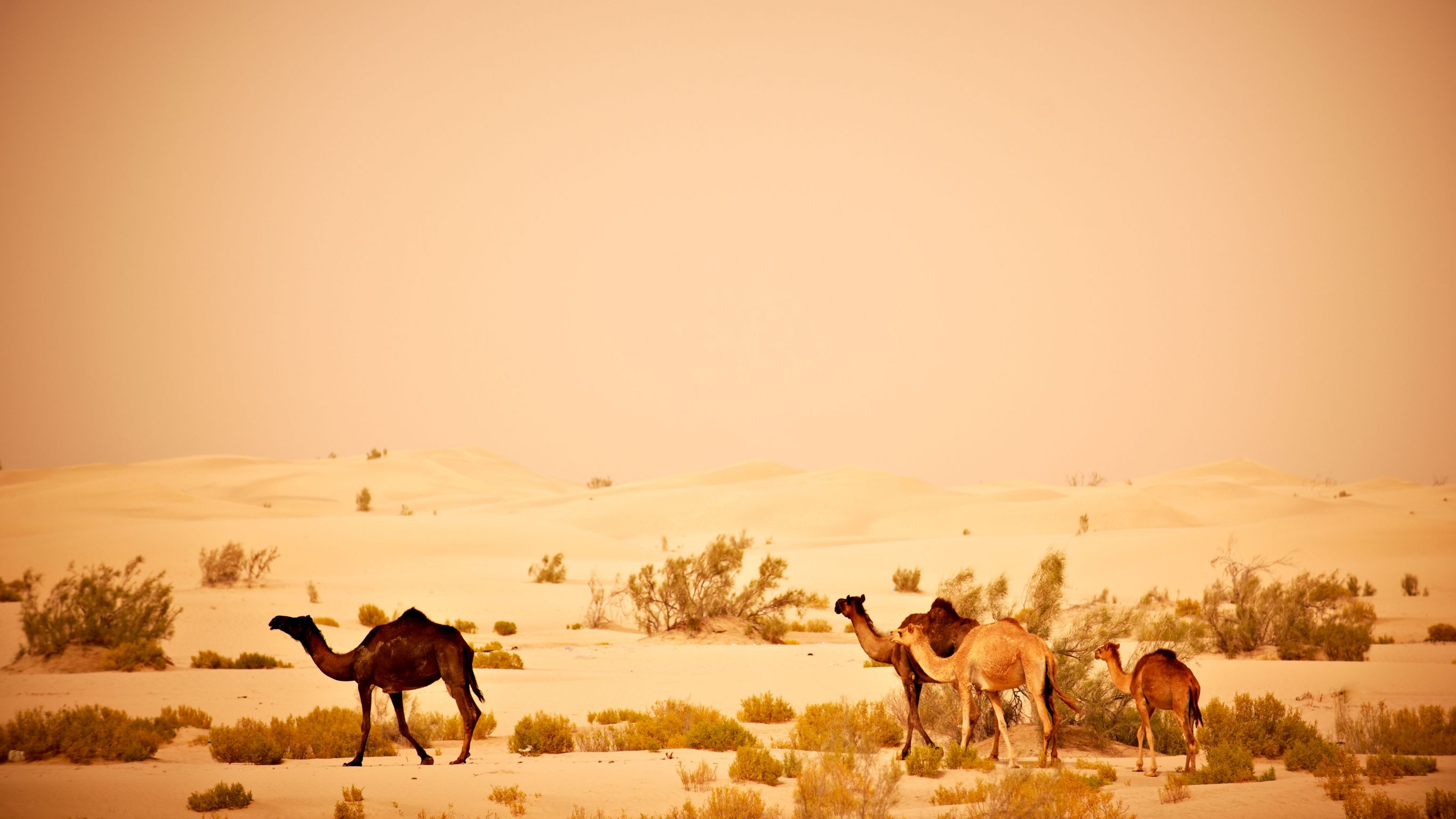 التفاصيل | روزوود جدة