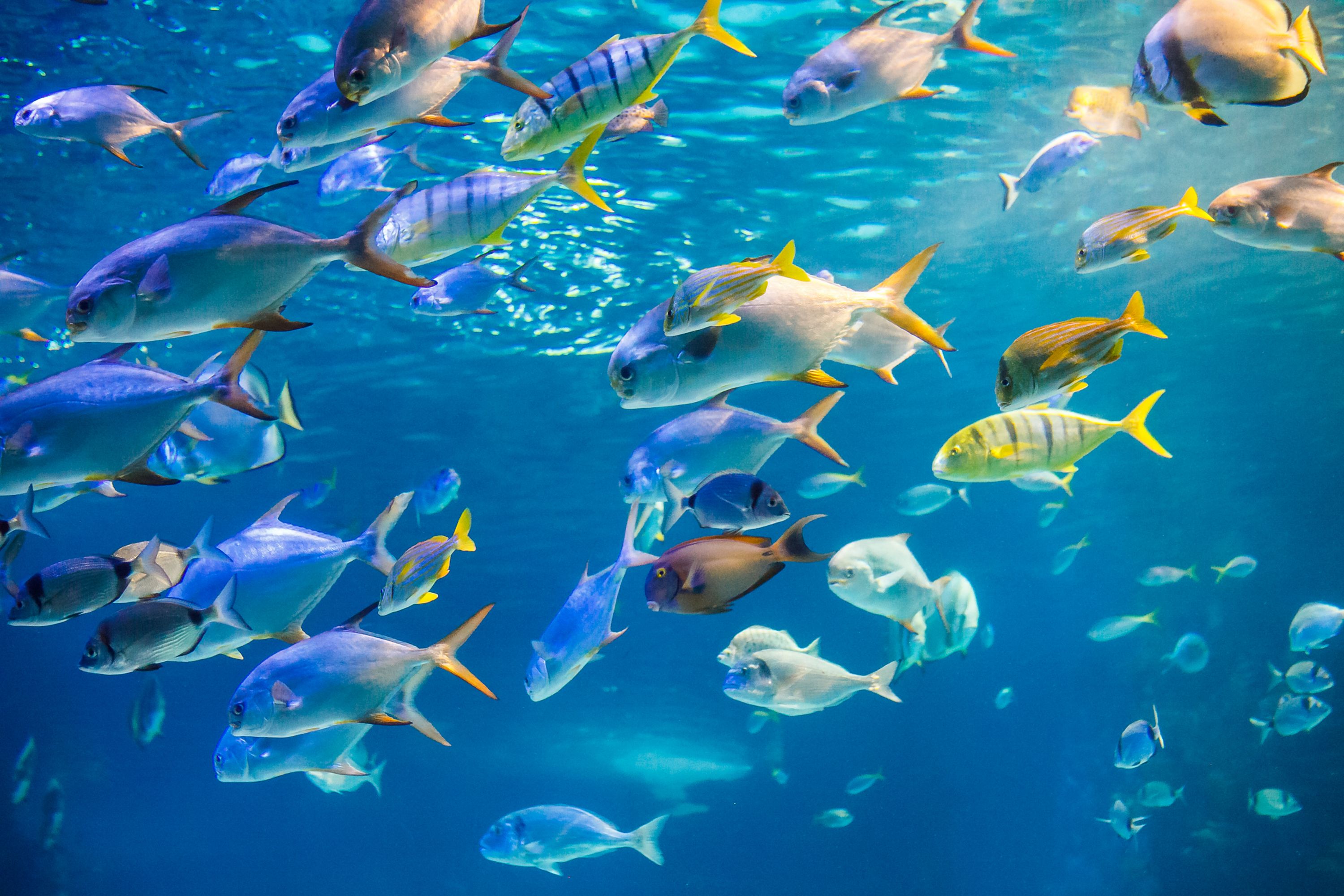 Какие рыбы плавают на поверхности. Рыбки в море. Рыбы под водой. Стая рыб под водой. Стая рыб Тропическая.