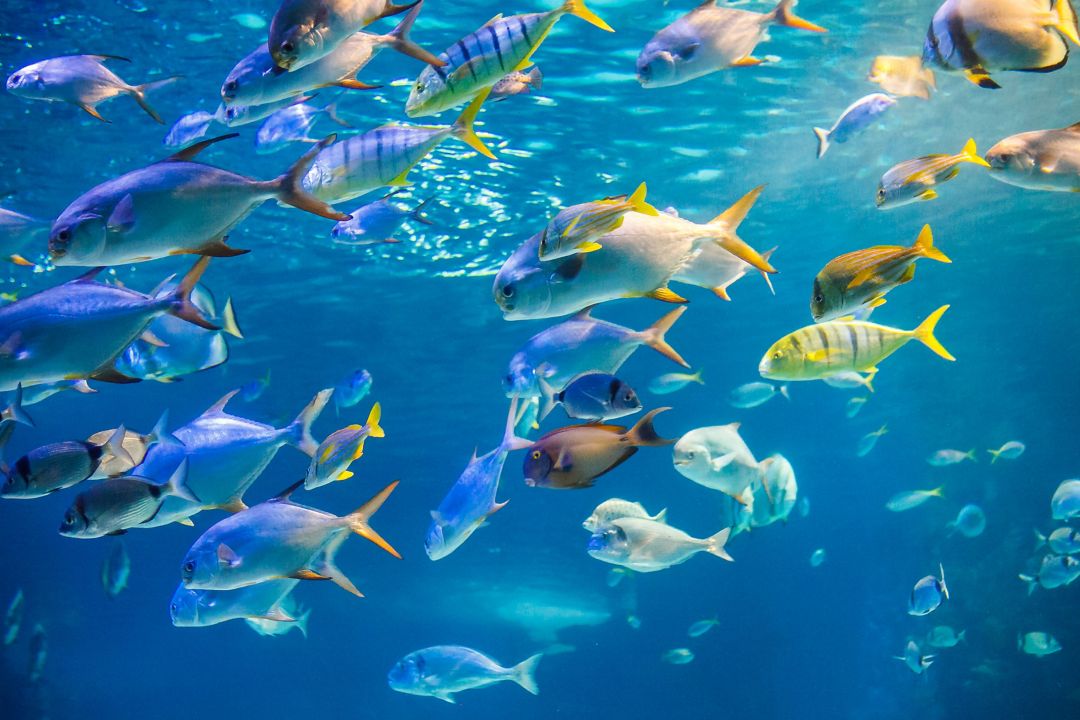 Fish in Ocean