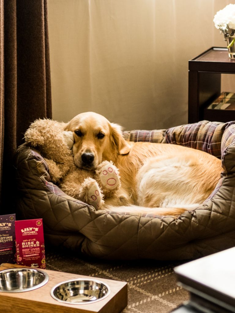 are dogs allowed in hotel rooms