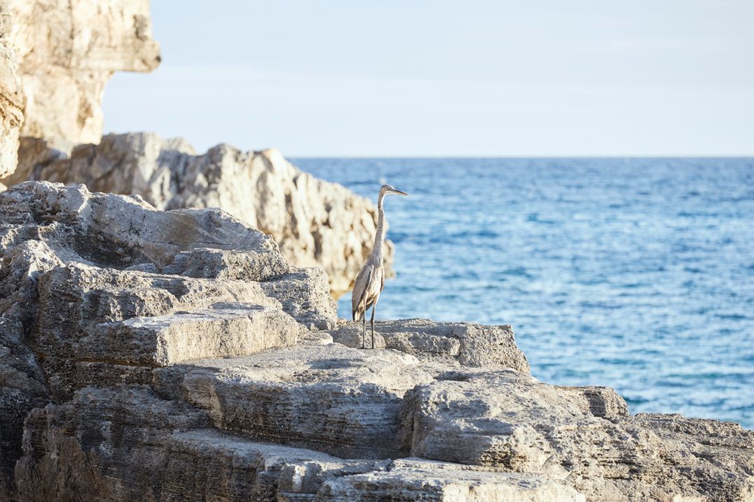 wildlife in clifton park