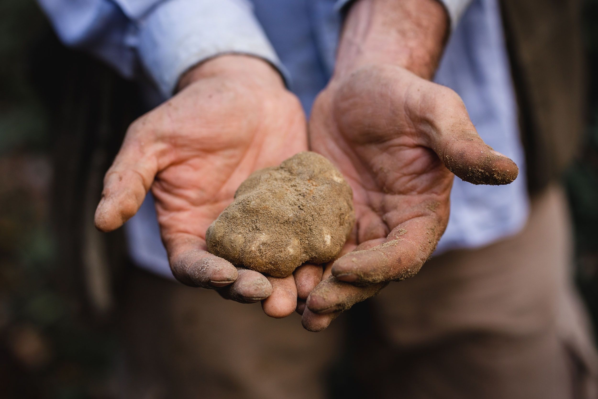 Truffle & Brunello Tour | Rosewood Castiglion del Bosco