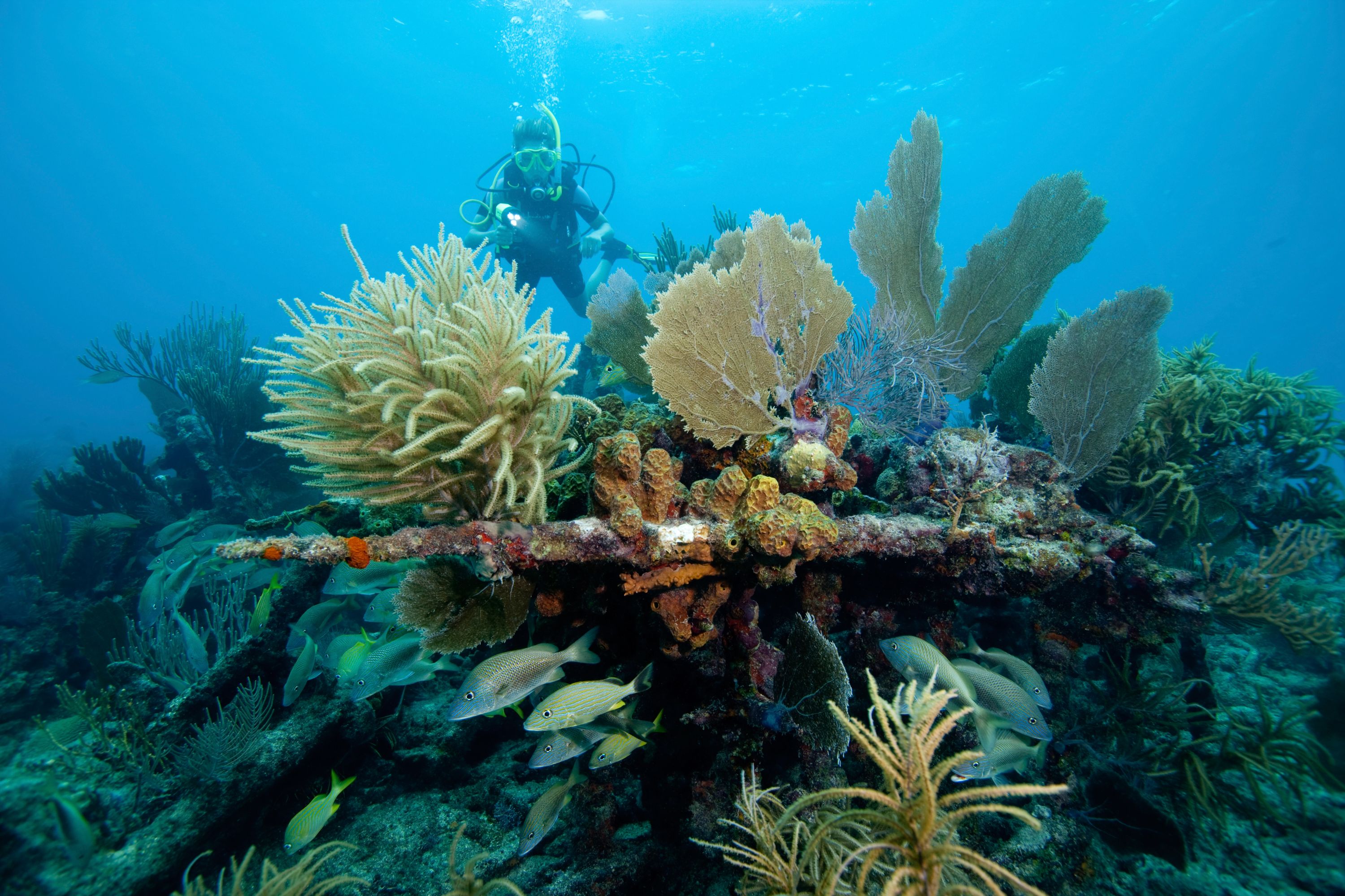 Stephanie'S Underwater Adventures - wo1jb78