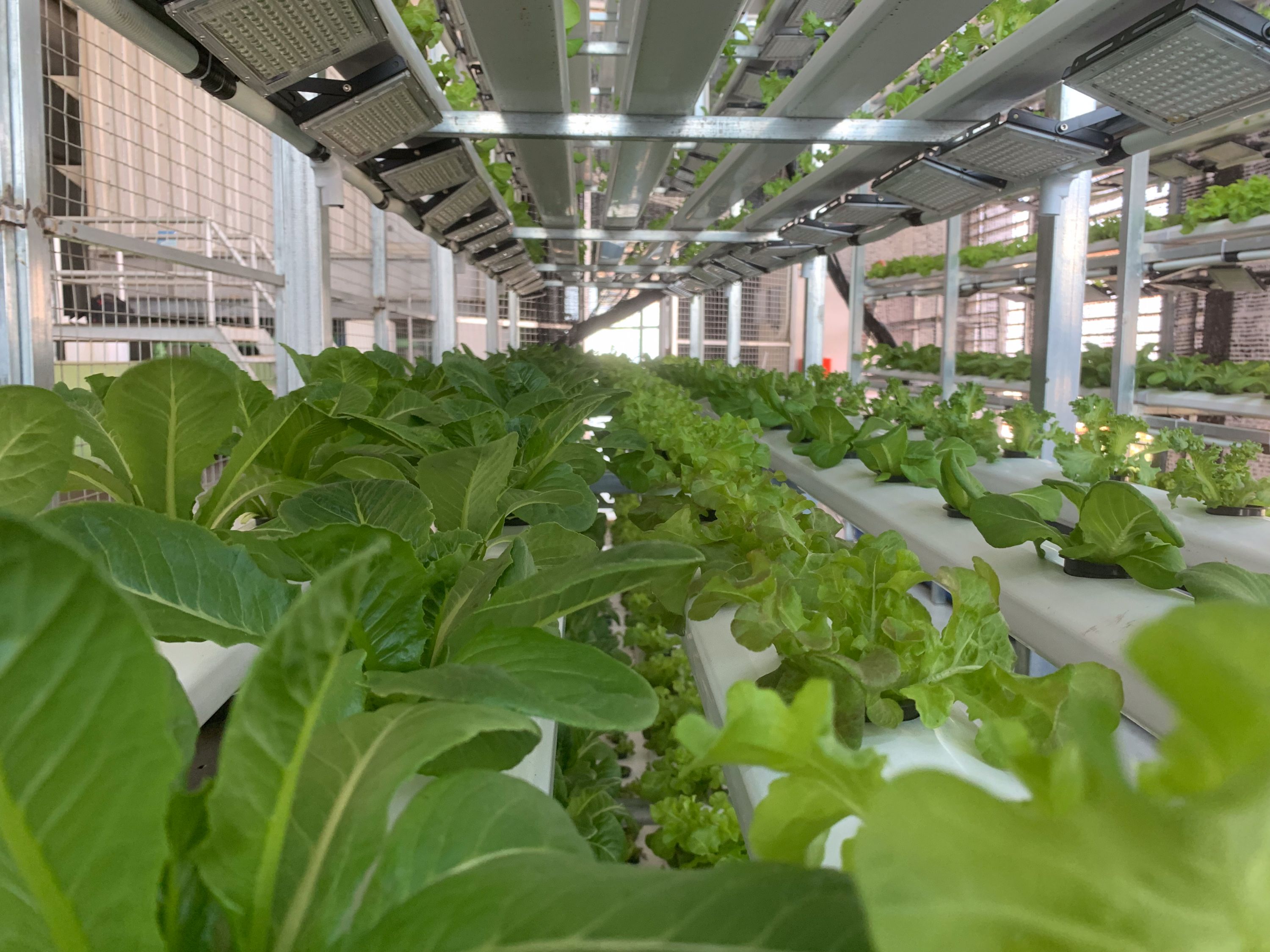 Rosewood Phnom Penh pioneers hydroponic farming for sustainable ...