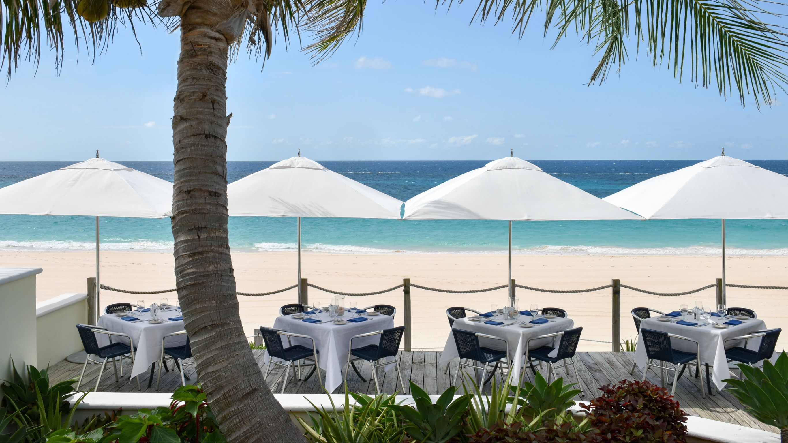 Palm tree in foreground, beachfront deck with tables overlooking beach and sea