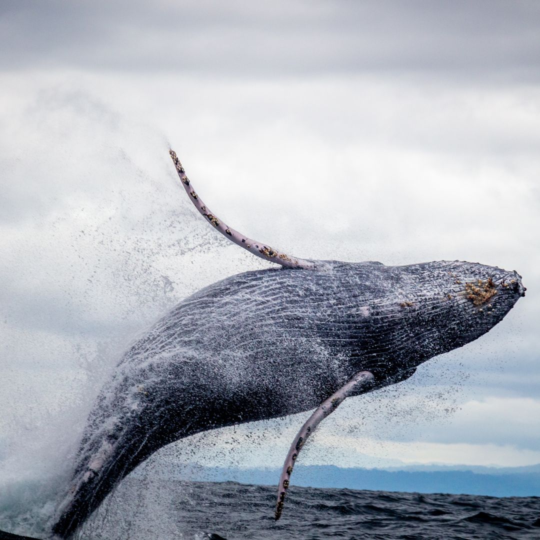 Ocean and Land Adventures